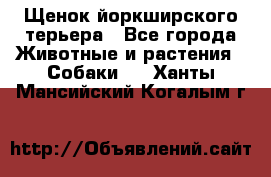 Щенок йоркширского терьера - Все города Животные и растения » Собаки   . Ханты-Мансийский,Когалым г.